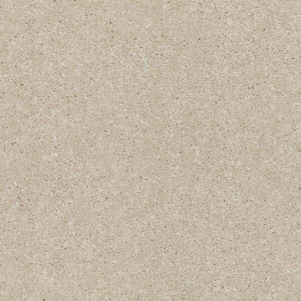 Aniseed